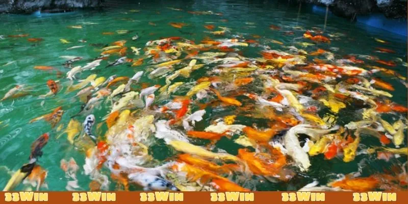 Con số ứng với nằm mơ thấy ao cá đánh con gì