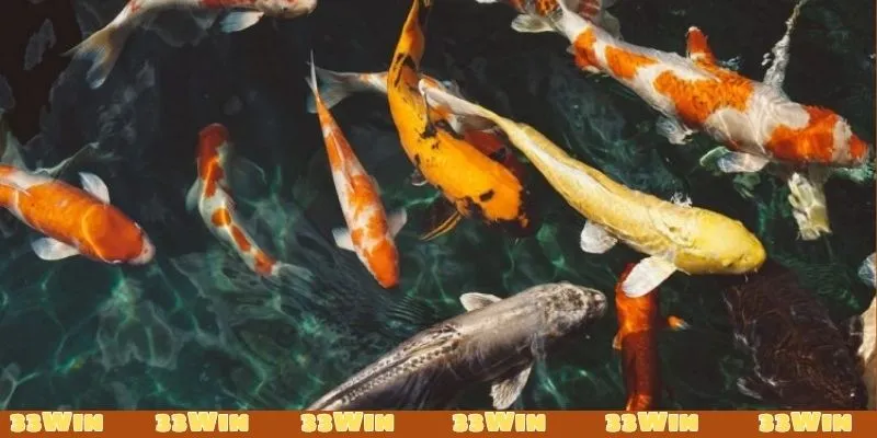 Khi mơ thấy cá chép đây là điềm báo may mắn