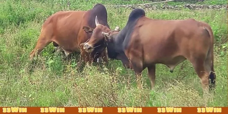 Luận đề thành công dựa vào thống kê soi cầu