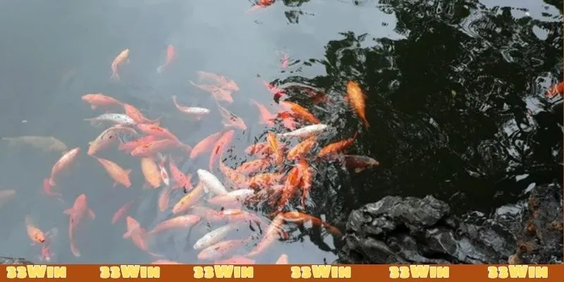 Mơ thấy cá chết thường đi kèm với rủi ro