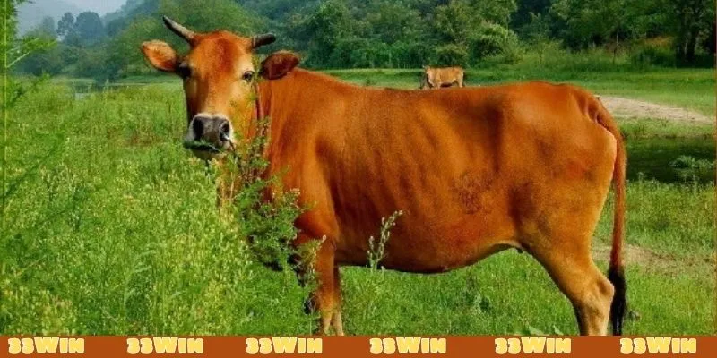 Mơ thấy một đàn bò đuổi theo mình đánh con 92