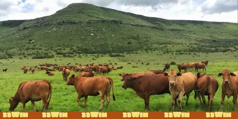 Nằm mơ thấy bò rượt đuổi đánh đề số mấy có thể do căng thẳng